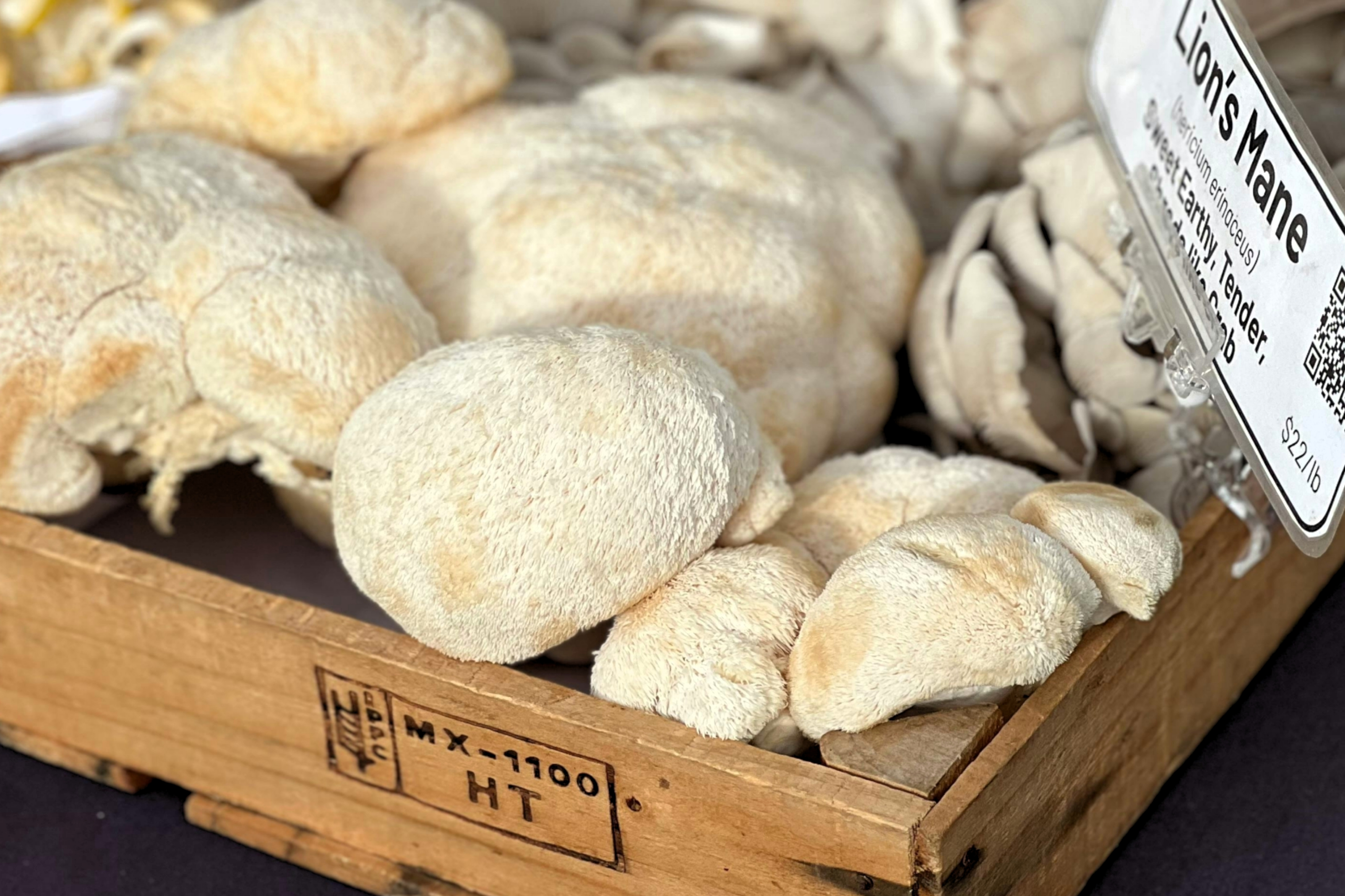 Lion's Mane Mushrooms
