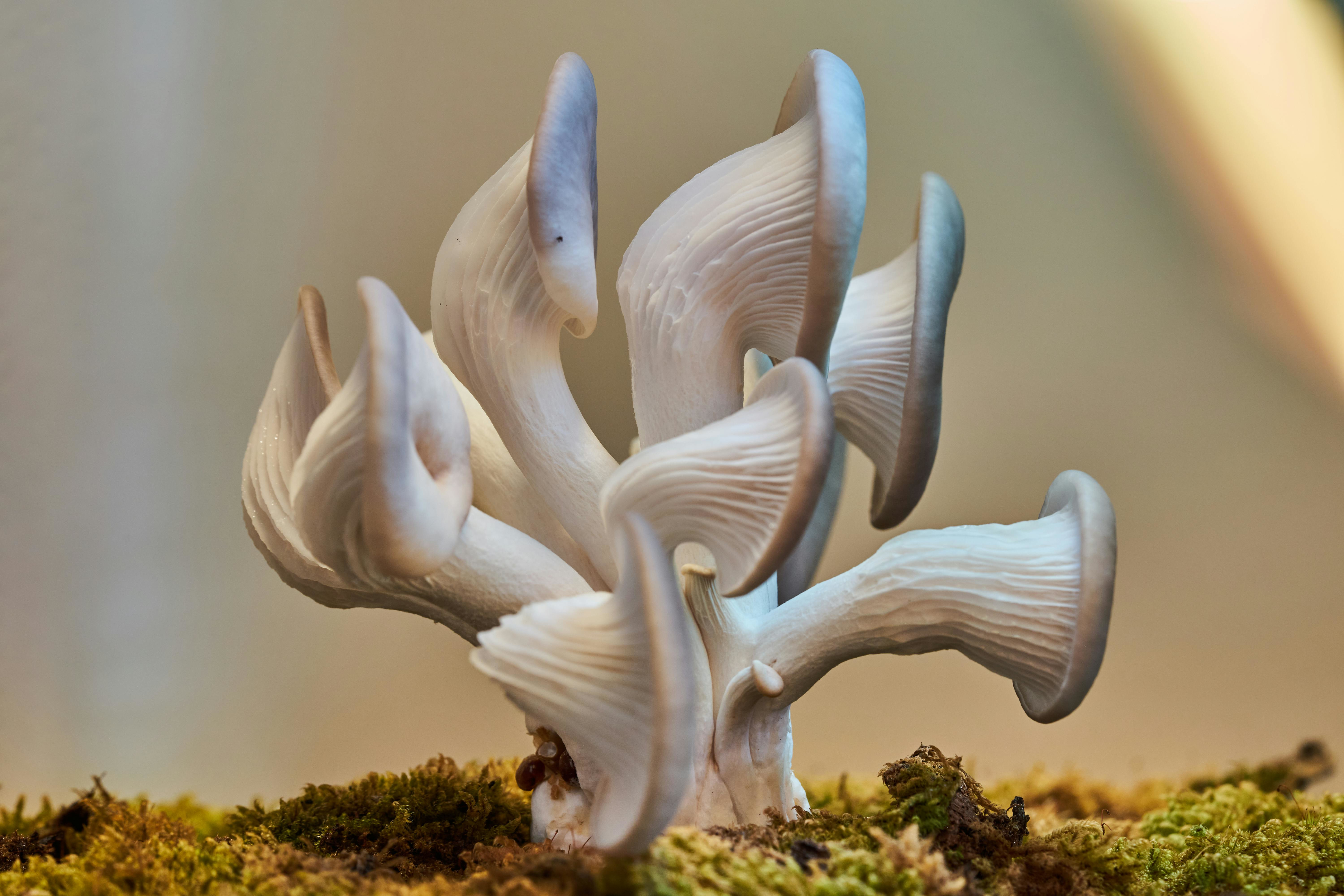 Oyster Mushrooms