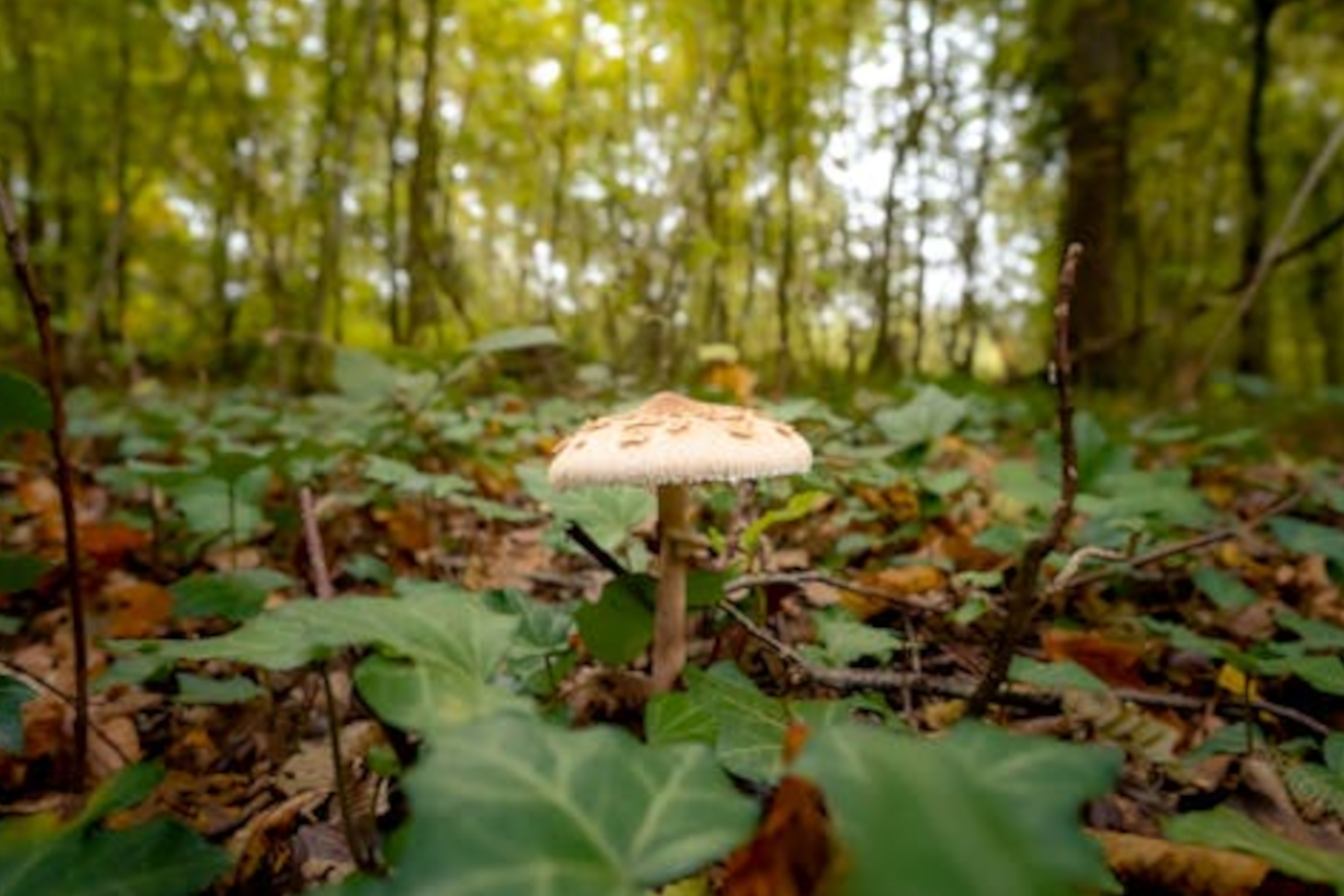 Shiitake Mushrooms